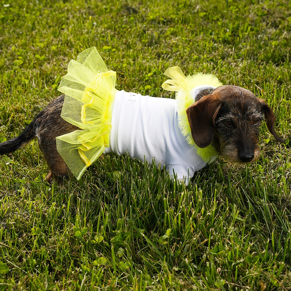 Maglietta corta per cani di lusso bianca in cotone con fiocco giallo