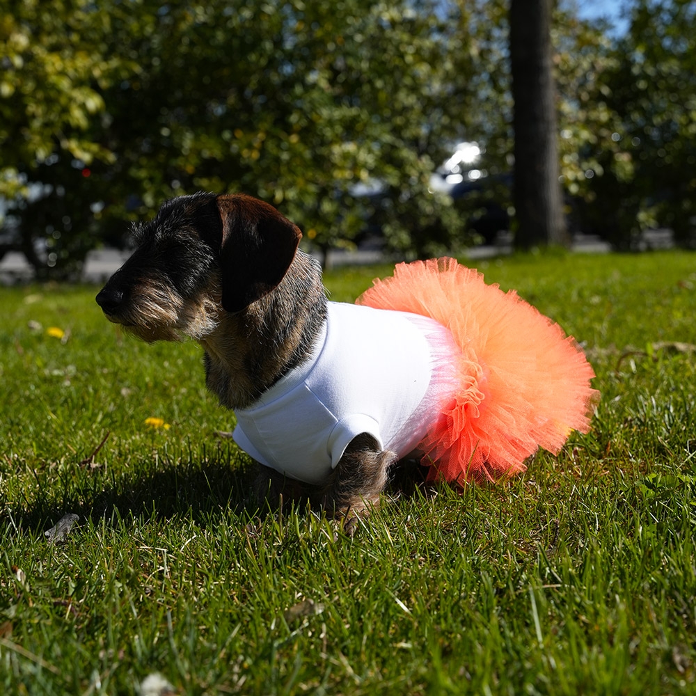 Vestito per cane di lusso. Vestito elegante per cani femmina e cagnoline. Abito per cane colore arancio