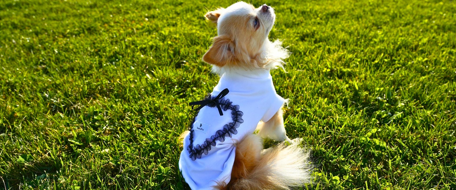 Abbigliamento per cani piccoli Vanity Pet: comfort e raffinatezza in ogni dettaglio